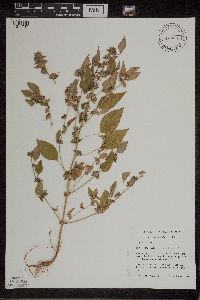 Acalypha rhomboidea image