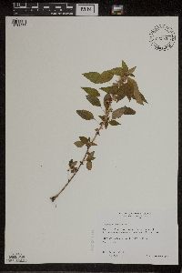 Acalypha rhomboidea image