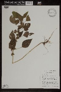 Acalypha rhomboidea image