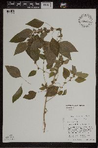 Acalypha rhomboidea image