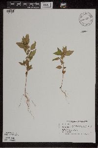 Acalypha rhomboidea image