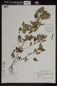 Acalypha rhomboidea image