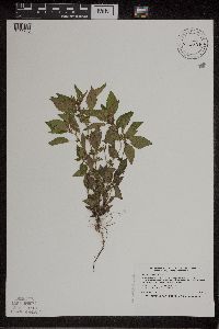 Acalypha rhomboidea image