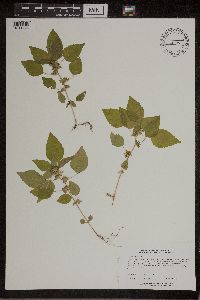 Acalypha rhomboidea image