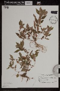 Acalypha rhomboidea image