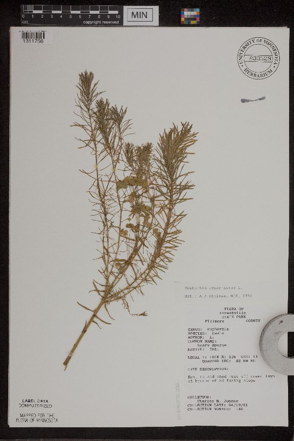Euphorbia cyparissias image