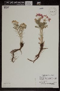 Euphorbia cyparissias image