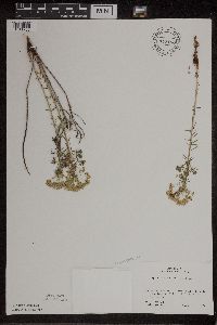 Euphorbia cyparissias image