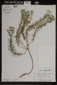 Euphorbia cyparissias image