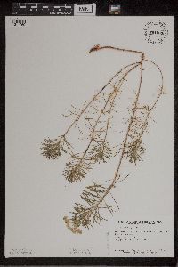 Euphorbia cyparissias image