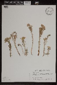 Euphorbia cyparissias image