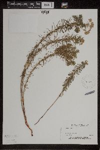 Euphorbia cyparissias image