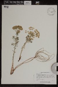 Euphorbia cyparissias image