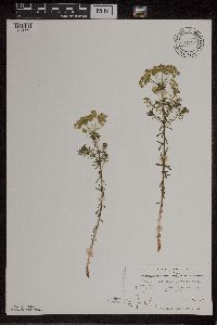 Euphorbia cyparissias image