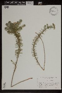Euphorbia cyparissias image