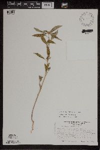 Euphorbia davidii image