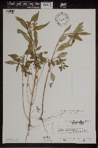 Euphorbia davidii image