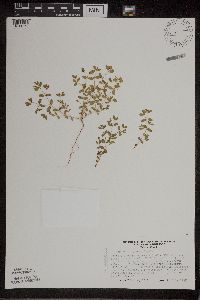 Euphorbia geyeri image