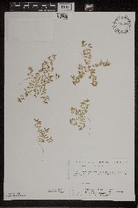 Euphorbia geyeri image