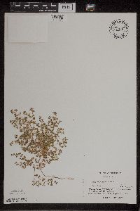 Euphorbia geyeri image