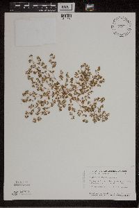 Euphorbia geyeri image