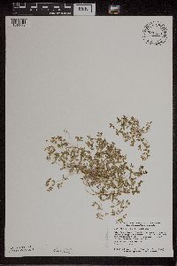 Euphorbia geyeri image