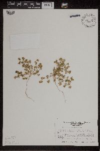 Euphorbia geyeri image