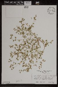 Euphorbia geyeri image