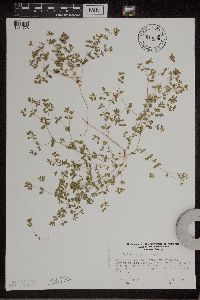 Euphorbia geyeri image