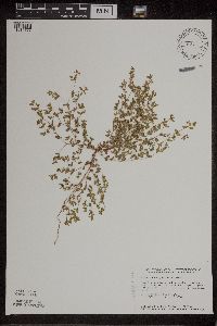 Euphorbia geyeri image