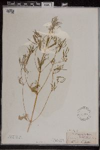 Euphorbia hexagona image