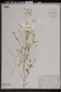 Euphorbia hexagona image