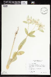 Euphorbia marginata image