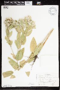 Euphorbia marginata image