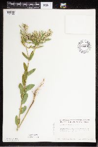 Euphorbia marginata image
