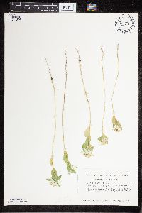 Euphorbia marginata image