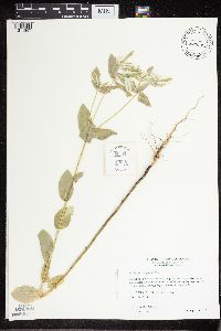 Euphorbia marginata image