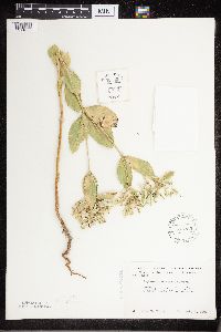 Euphorbia marginata image