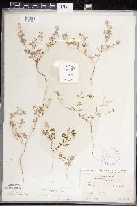 Euphorbia missurica image