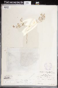 Euphorbia missurica image