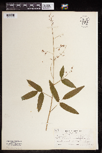 Desmodium sessilifolium image