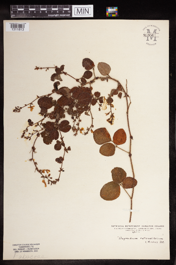 Desmodium rotundifolium image