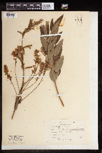 Desmodium paniculatum image