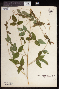 Desmodium paniculatum image