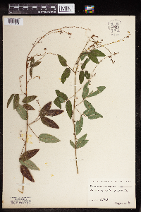 Desmodium paniculatum image
