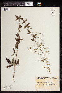 Desmodium paniculatum image