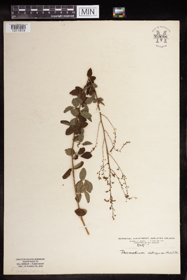 Desmodium marilandicum var. lancifolium image