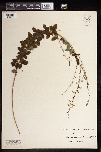 Desmodium marilandicum var. lancifolium image