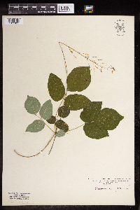 Hylodesmum nudiflorum image
