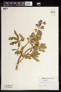 Lupinus nootkatensis image